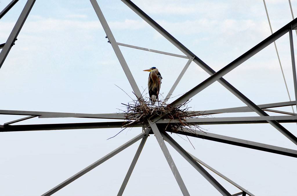 Great blue heron nests at JAXPORT’s Blount Island Marine Terminal by JAXPORT is licensed under CC BY-NC 2.0